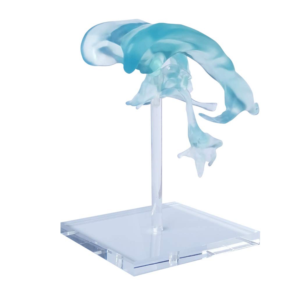 EVOTECH SCIENTIFIC Human Brain Ventricles Model for Anatomy Teaching Learning...
