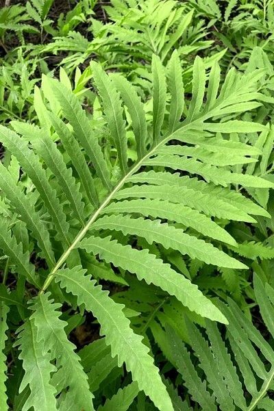 Onoclea Sensibilis (Sensitive fern) | Bare-root