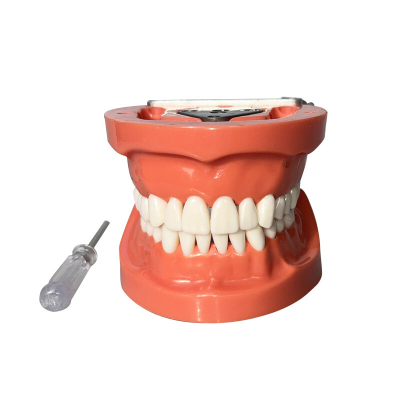 Dental 32PCS Teeth Model With Removable Teeth Training With a screwdriver