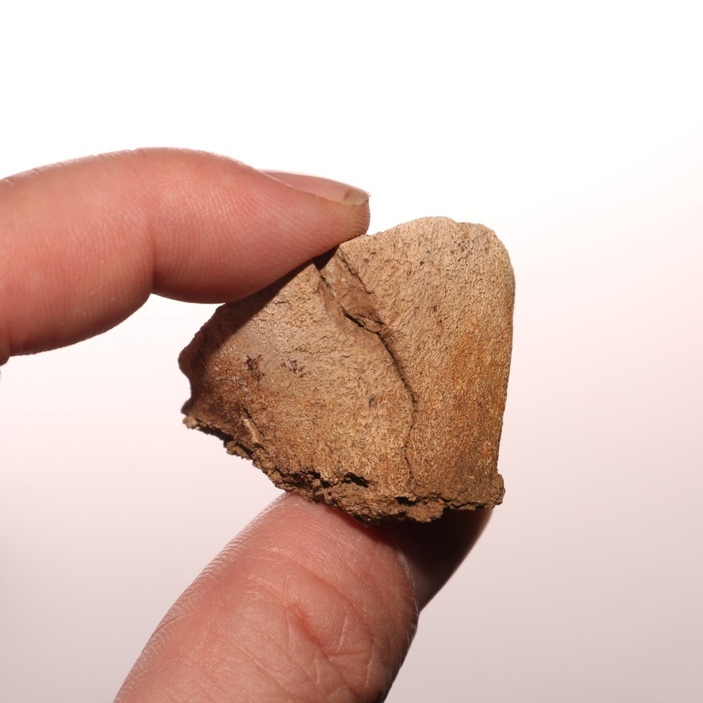 Dinosaur Vertebrae Process - 100% Real Fossil Hell Creek Formation Cretaceous