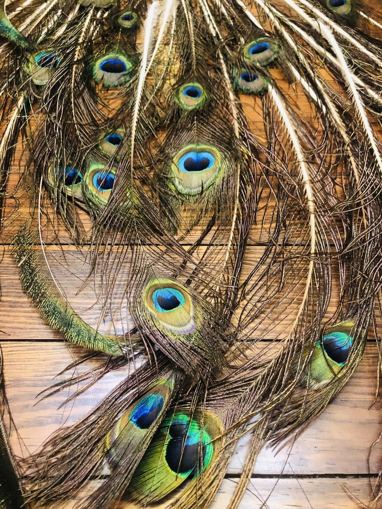 Natural Peacock Tail Feathers (Bunch)
