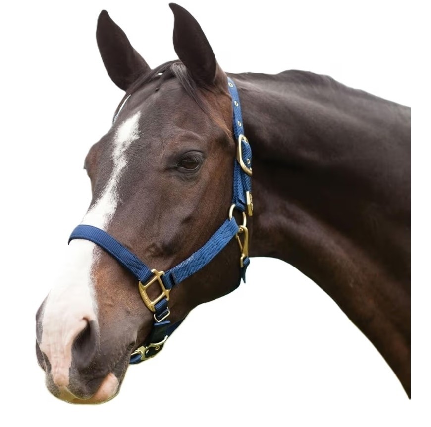 hamilton horse halter