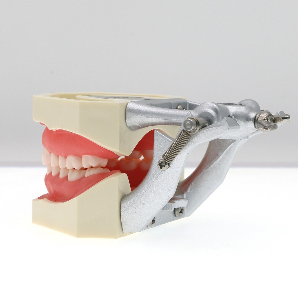 Kilgore NISSIN Typodont Models Replacement Teeth Mounting Pole Simulation Cheek