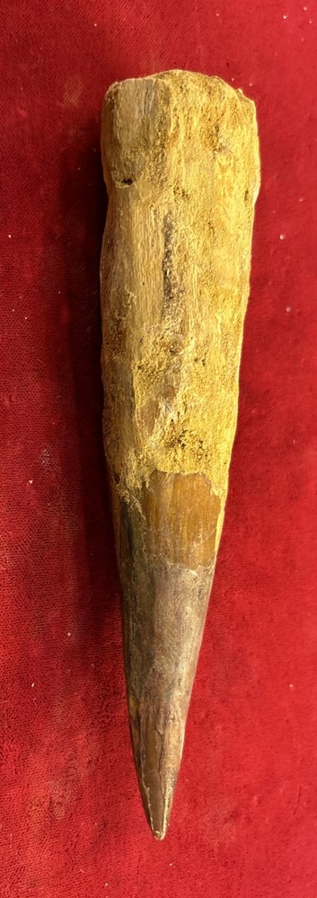 Authentic 5 1/2” Spinosaurus Tooth Fossil