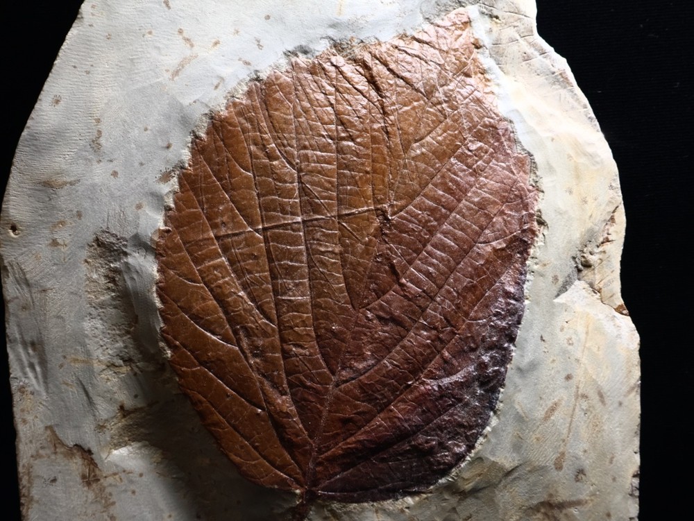 Huge Leaf Fossil, Morton Co., Montana