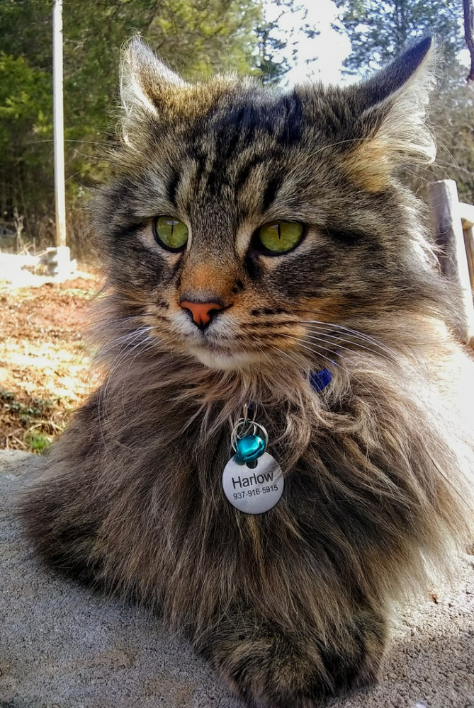 Pet Stainless Steel ID Tags