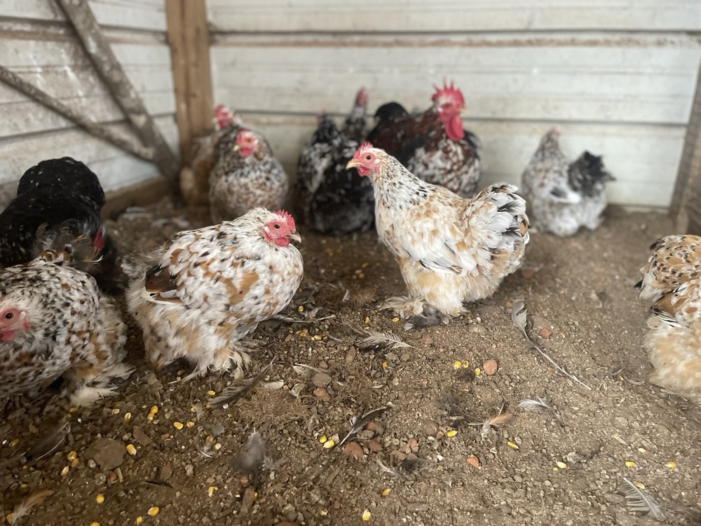 6 Eggs! Calico Cochin Bantam Eggs!