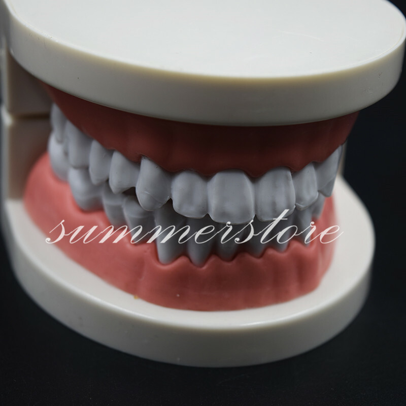 1 Pc Dental Teaching Study Adult Standard Typodont Demonstration Teeth Model
