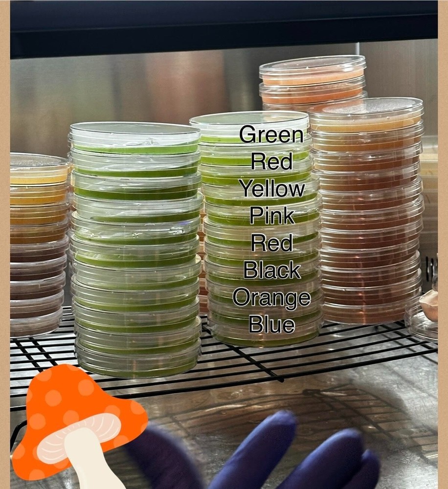 Agar Media Mix - colors to choose