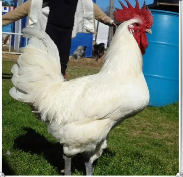 12 White Bresse Hatching Eggs