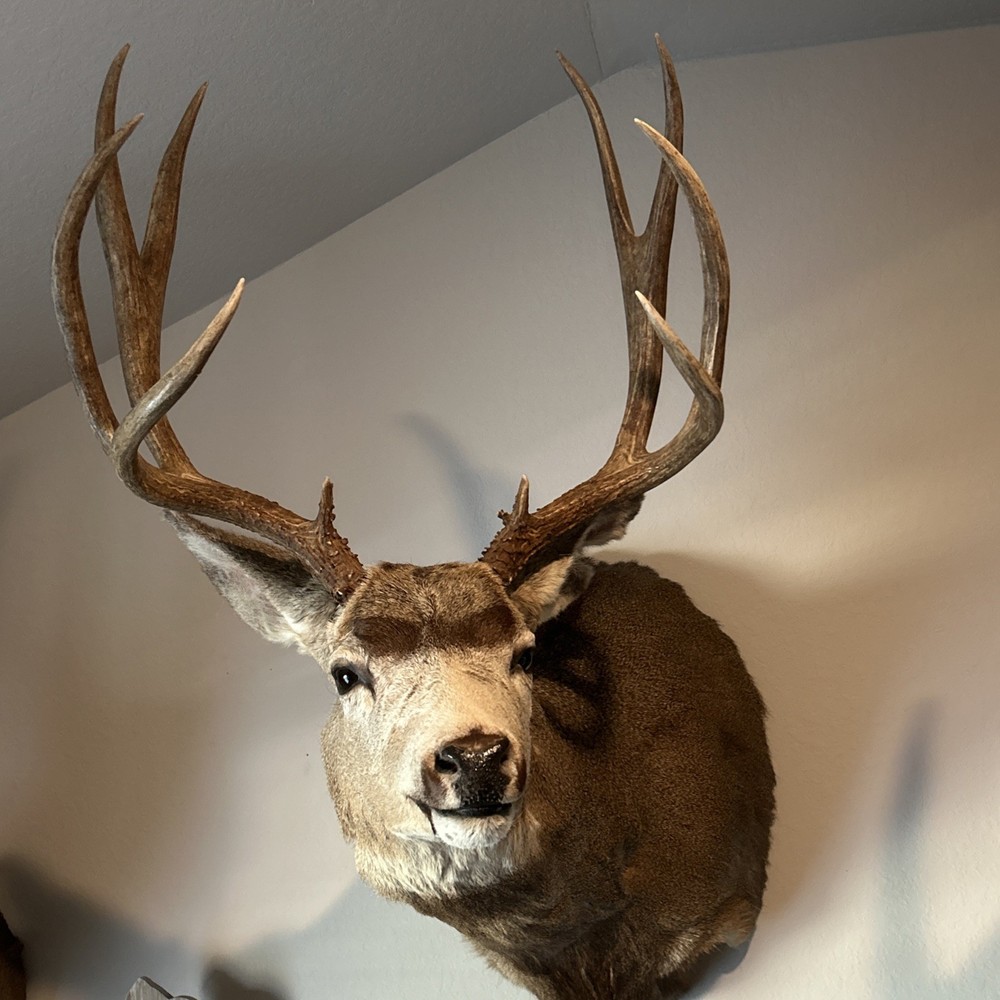 10 POINT MULE DEER 21.25 SPREAD MONSTER