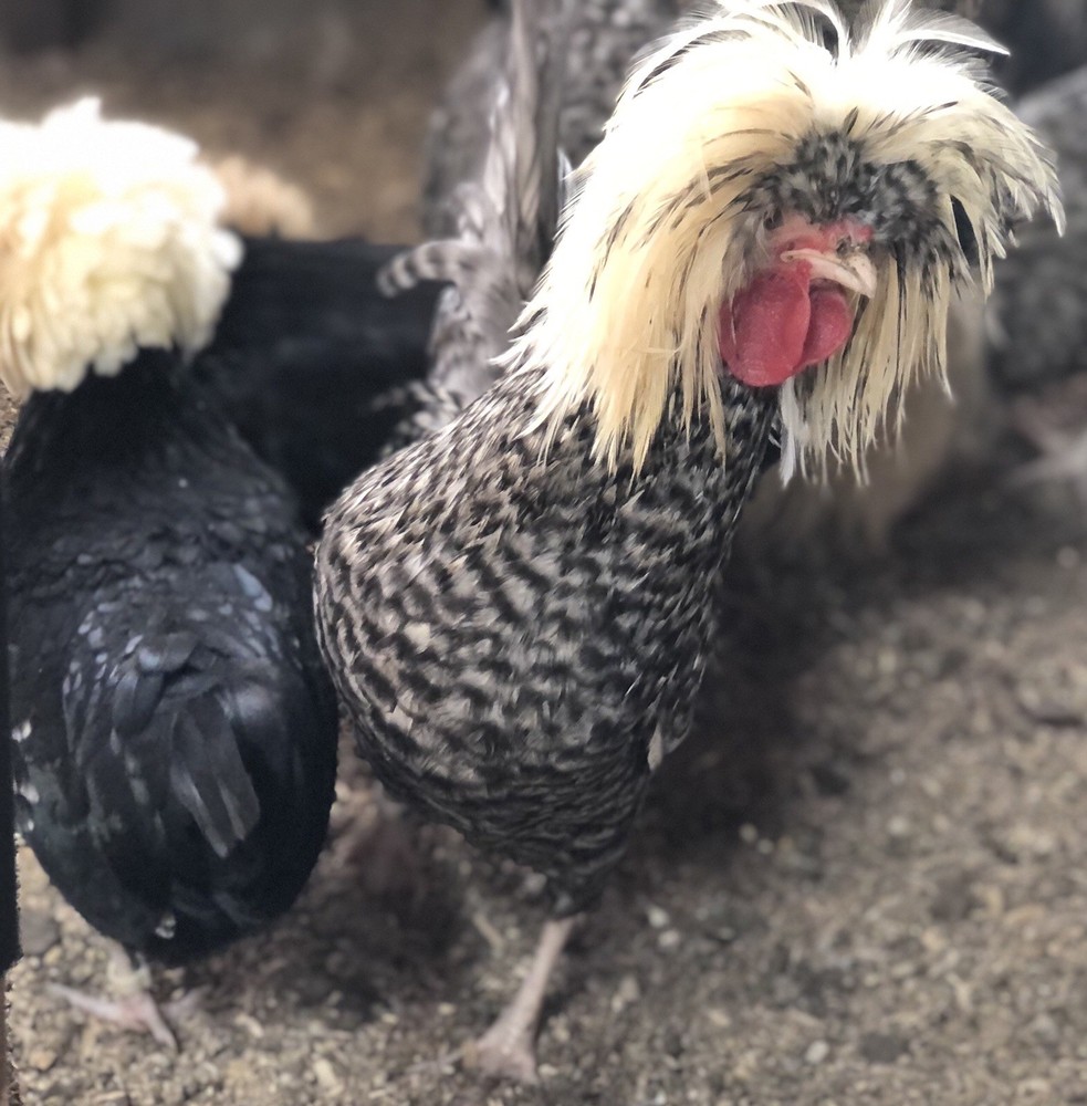 Polish Frizzle Hatching Eggs 15+ NPIP