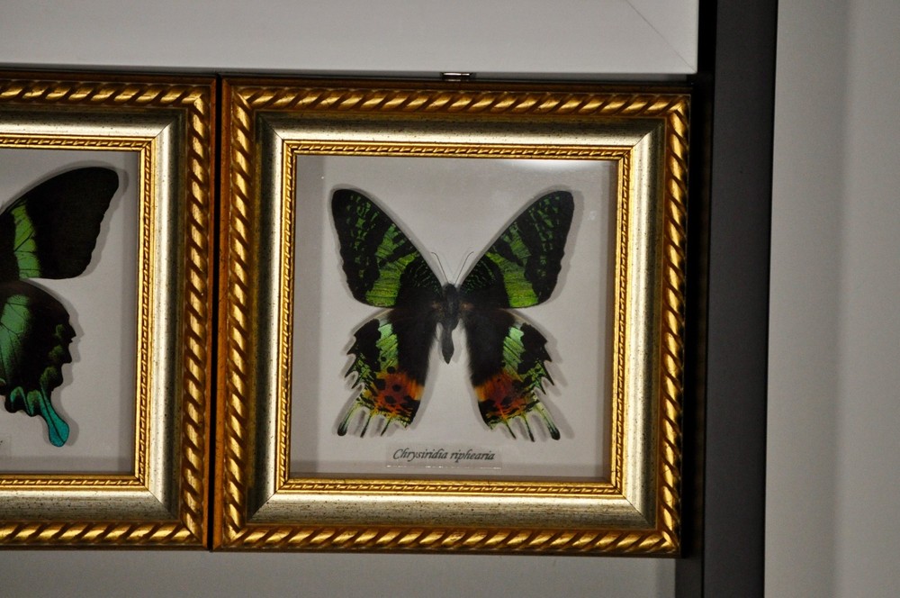 Bits and Bugs Butterfly LOT of 4