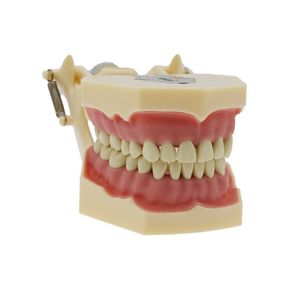 M8014-2 Dental Frasaco AG3 Type Restorative Typodont Model 32Pcs Removable Teeth