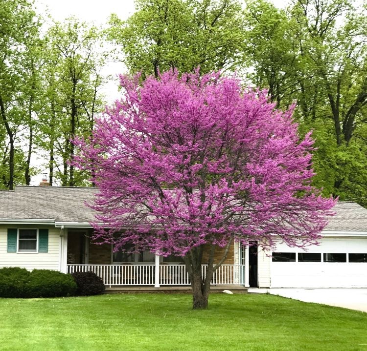 1 Eastern Redbud Tree Cercis canadensis 12-24" Tall