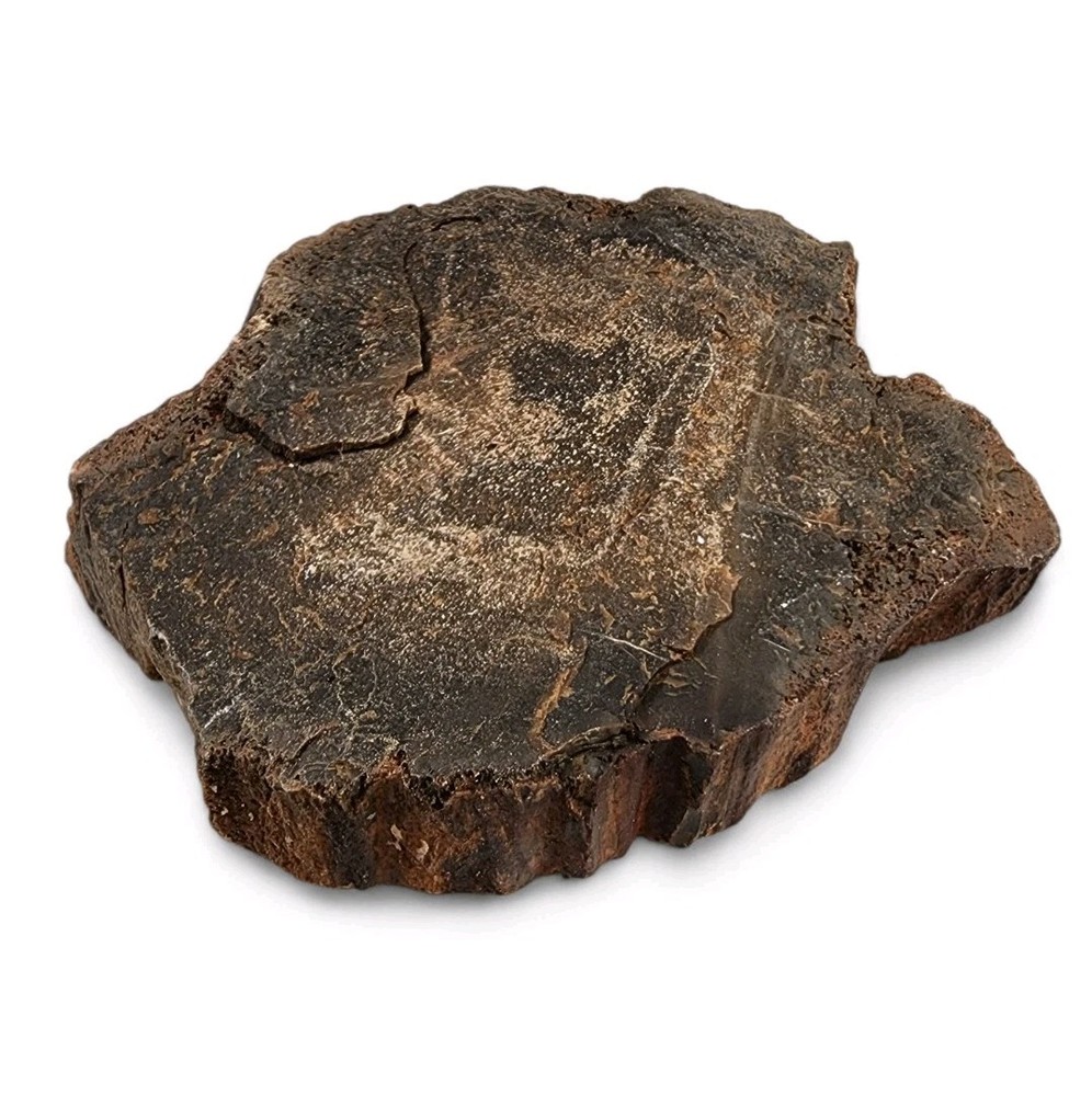 Petrified Wood Rough 400.4 grams.