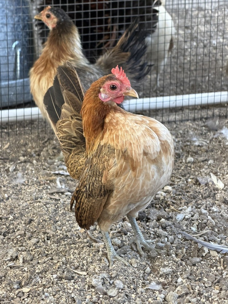 8 Serama Hatching eggs NPIP/AI and PT Clean