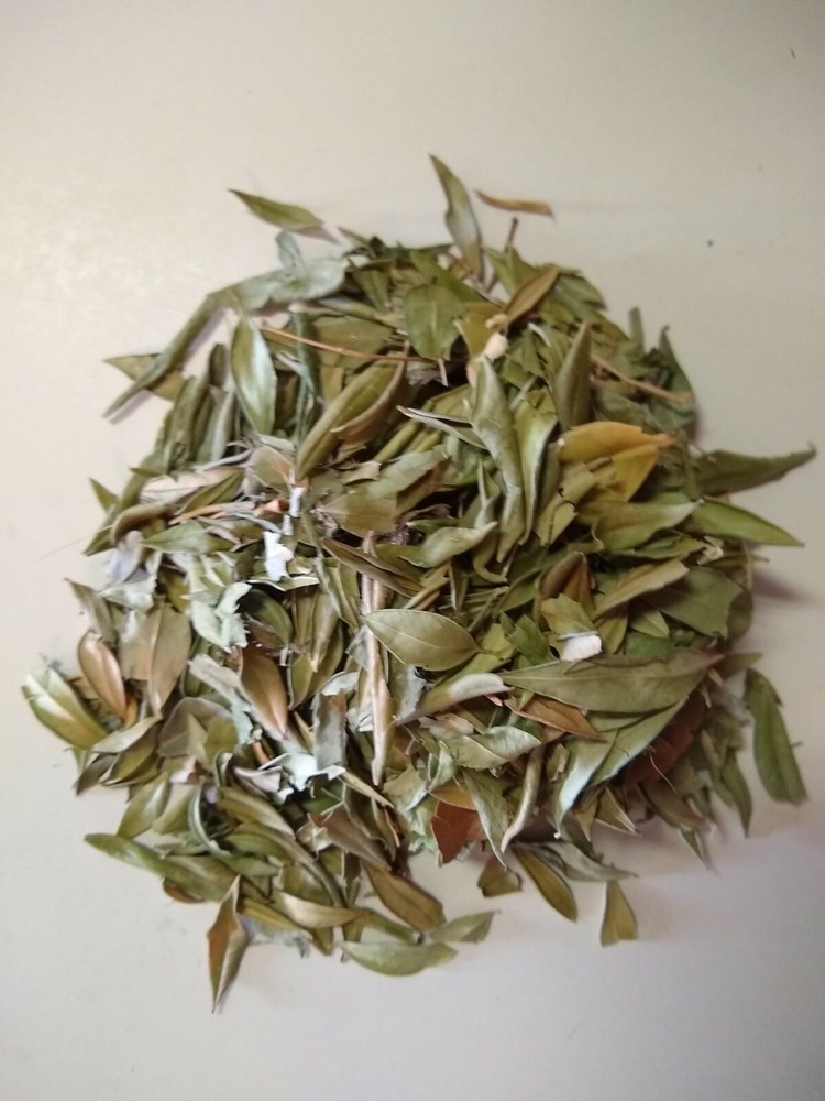 Myrtle Leaf Whole (Myrtus communis) Organic 1 oz.