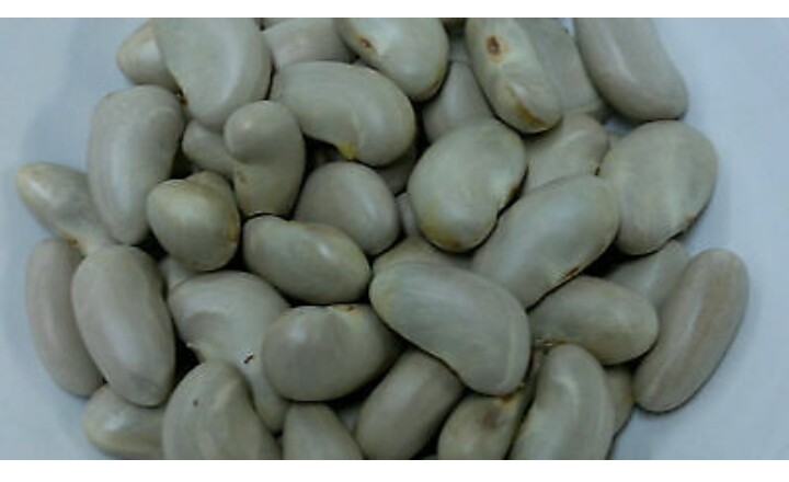 Oraganic Fresh JackFruit Seeds Tropical Worlds Largest Tropical Fruit seed
