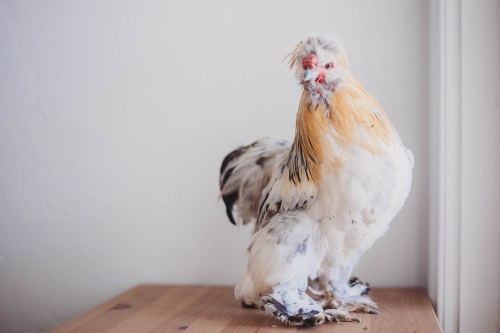 6 Silkie Hatching Eggs