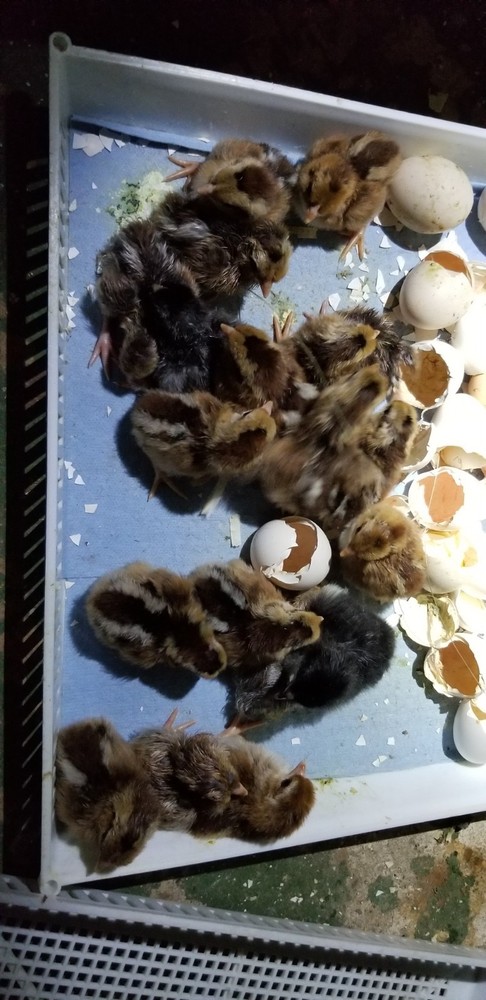 6 READY NOW Golden Pheasant Hatching Eggs