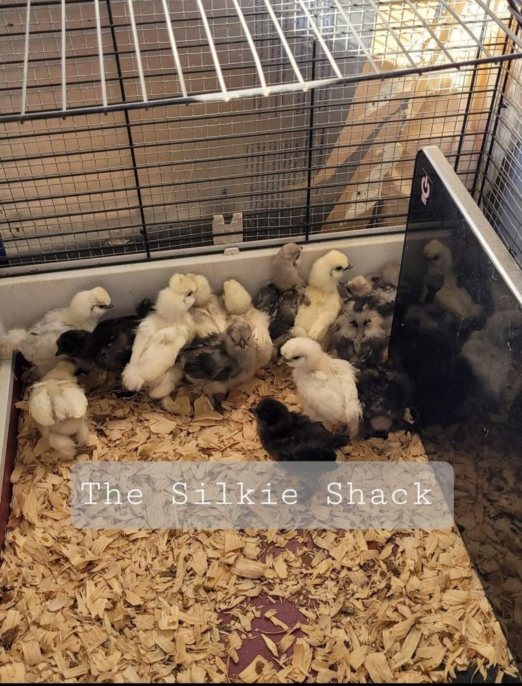 Silkie Chicken Hatching Eggs NPIP Certified