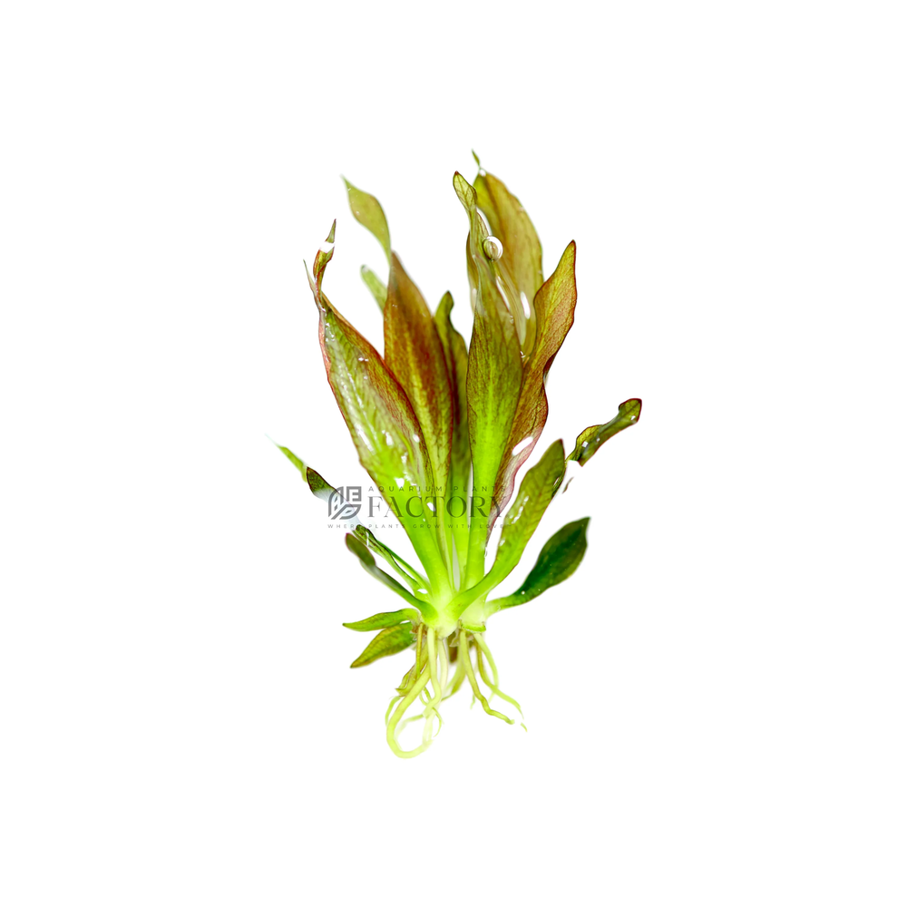 Pink Amazon Sword | Aquarium Plants Factory®