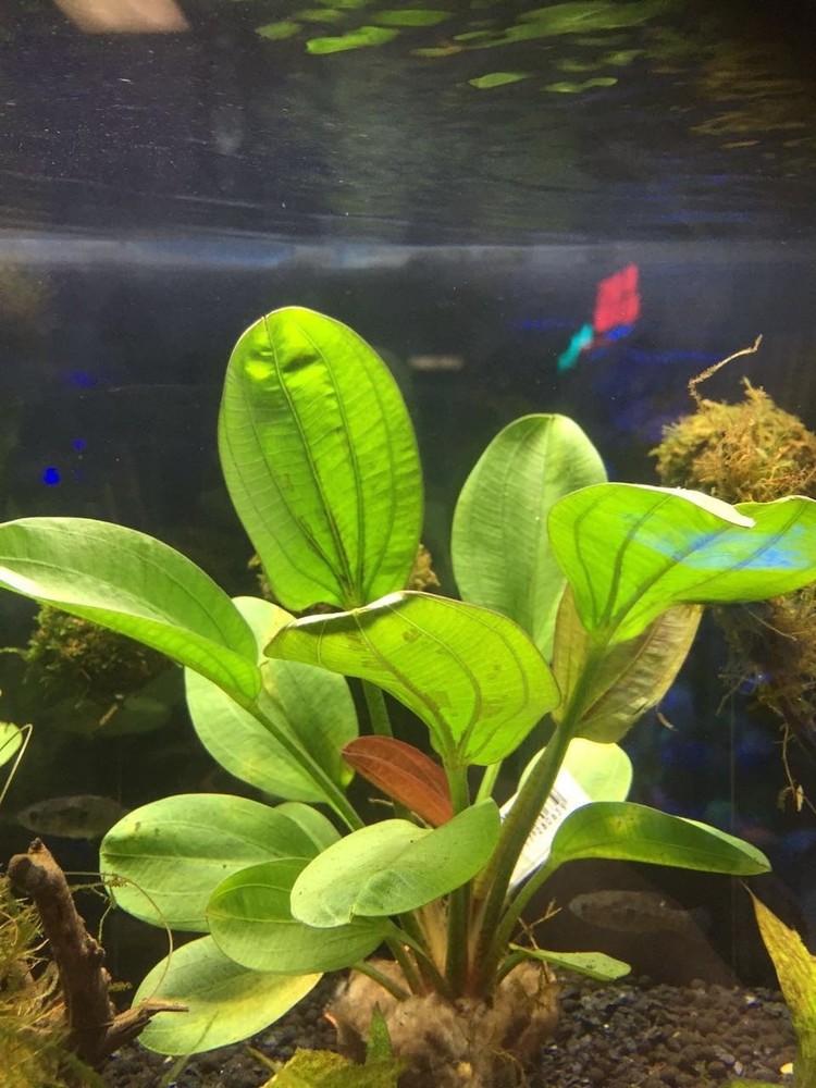 Amazon Sword Echinodorus (Red Pearl) Small