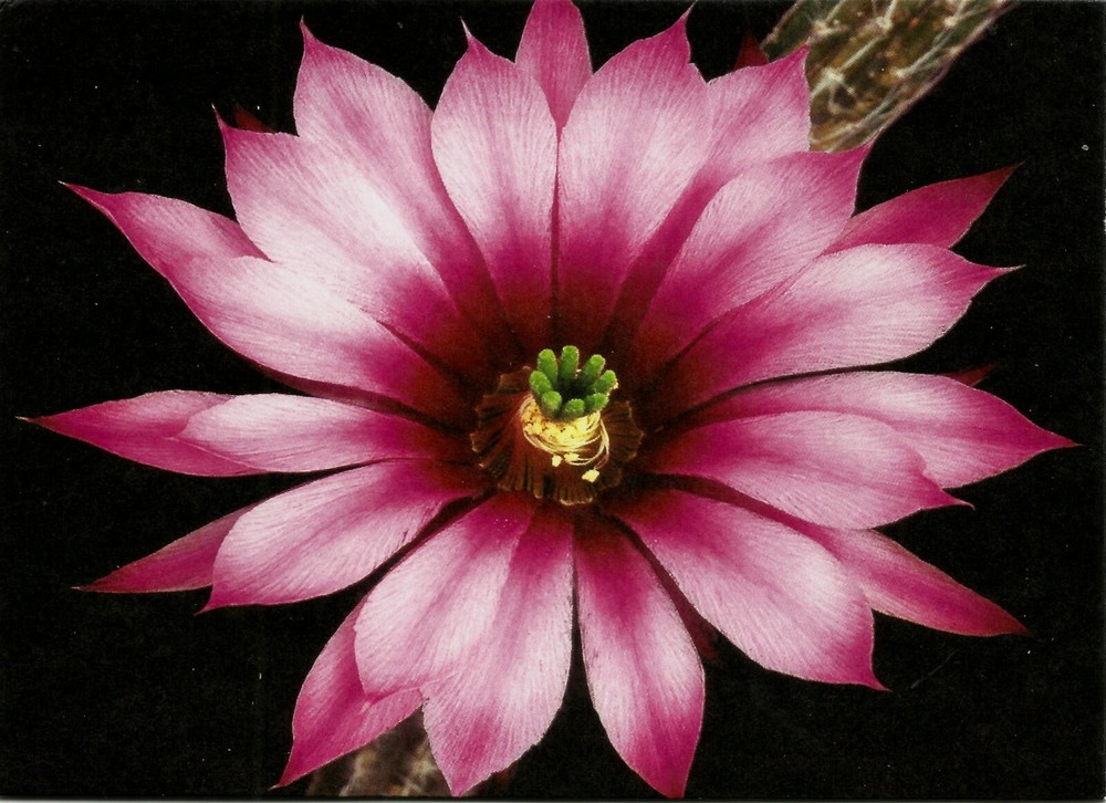 CACTUS, ECHINOCEREUS POSELGERI, NOTE CARD