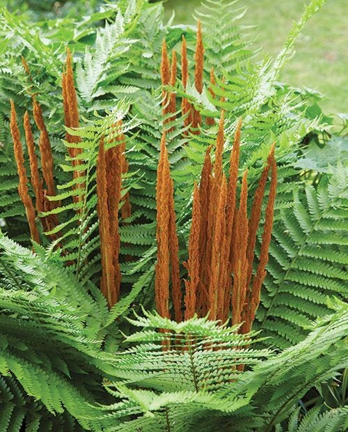 Osmunda cinnamomea (Cinnamon fern) | Bare- root