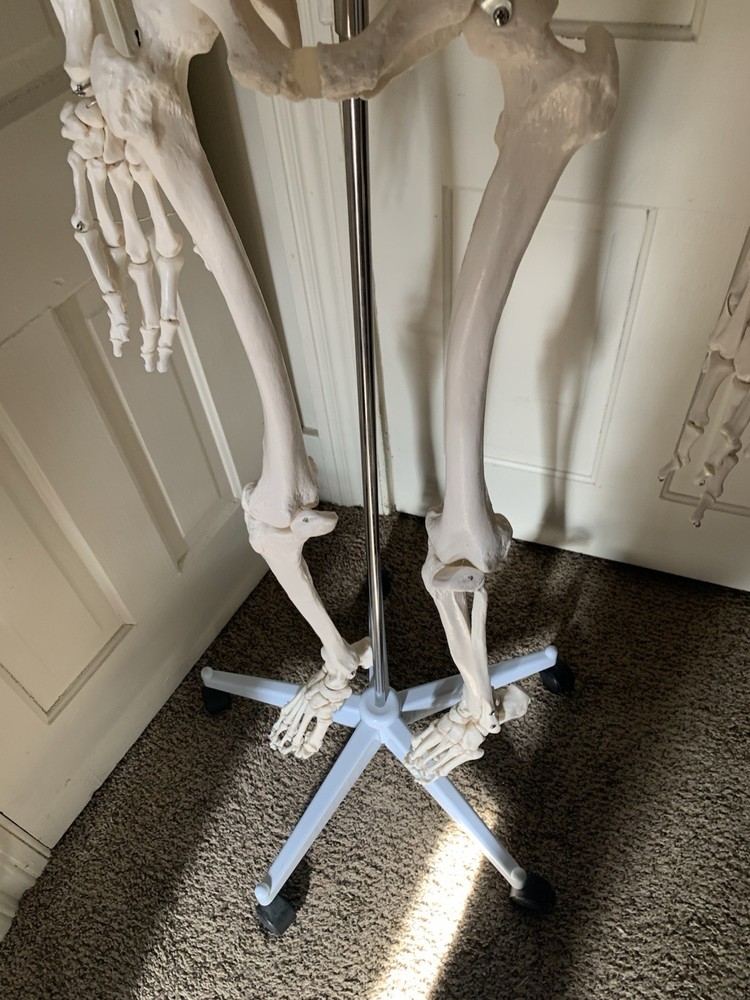 Fantastic Human Skeleton Model
