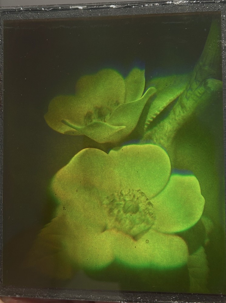 True 3D laser hologram. Flowers.