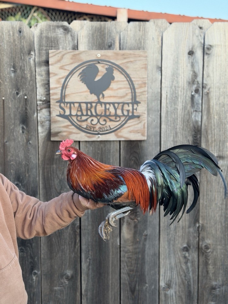 PAIR Leiper x Blueface Phoenix