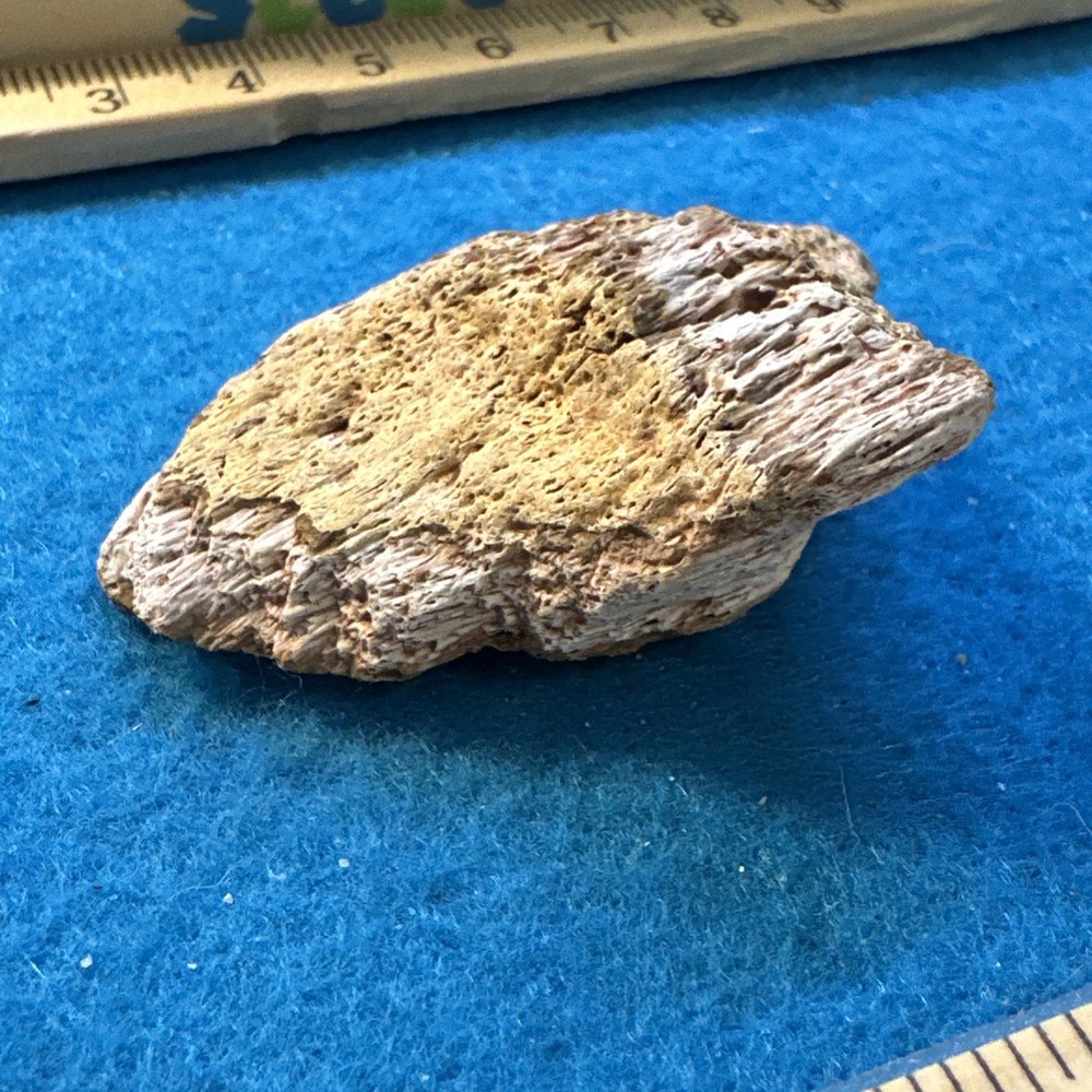 Spinosaurus Extinct Dinosaur Bone Fossil in Display Case