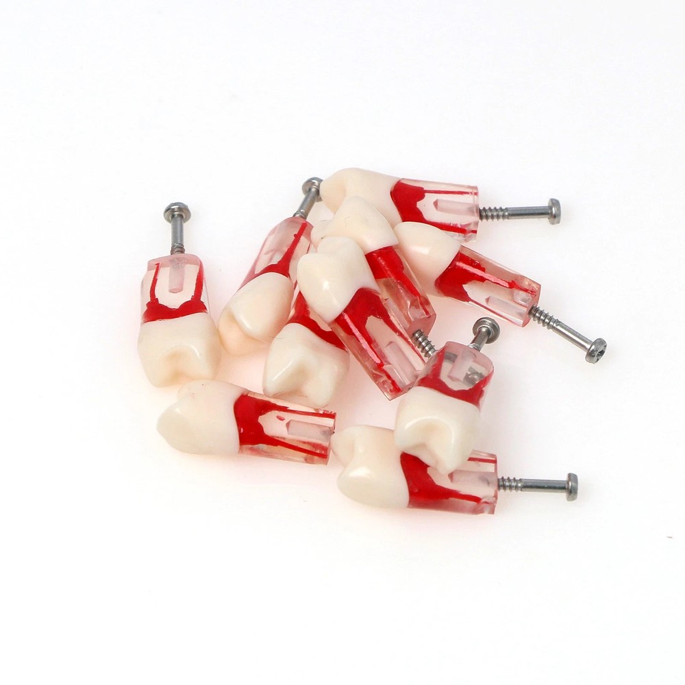 Dental Endodontic Root Canal Teeth Model Study Practice Typodont Model #14 #46