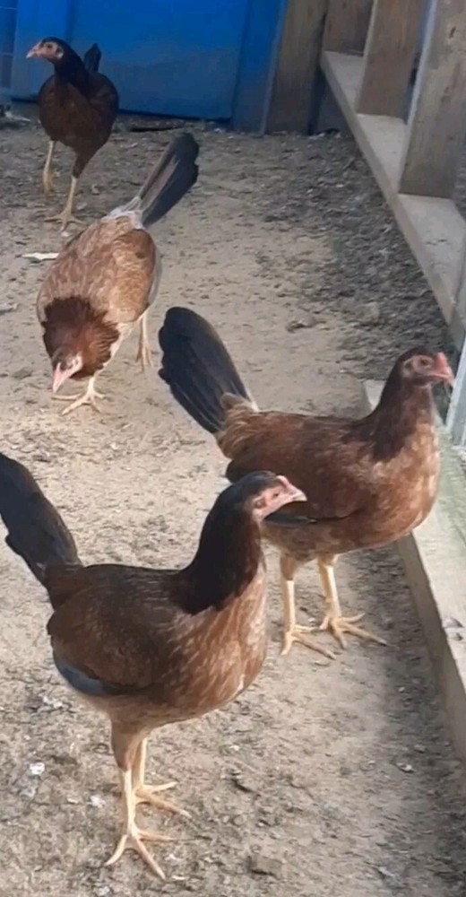 24 Chicken Hatching Eggs