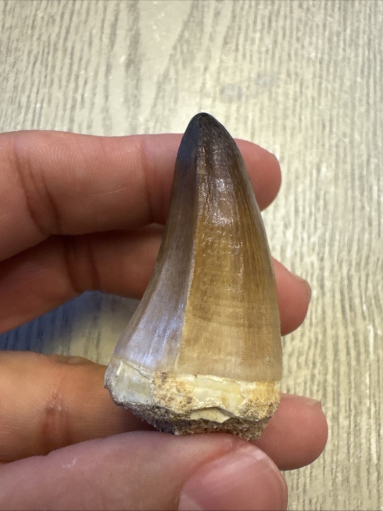 Nice Mosasaur Prognathodon Curii Fossil Tooth 2.02”