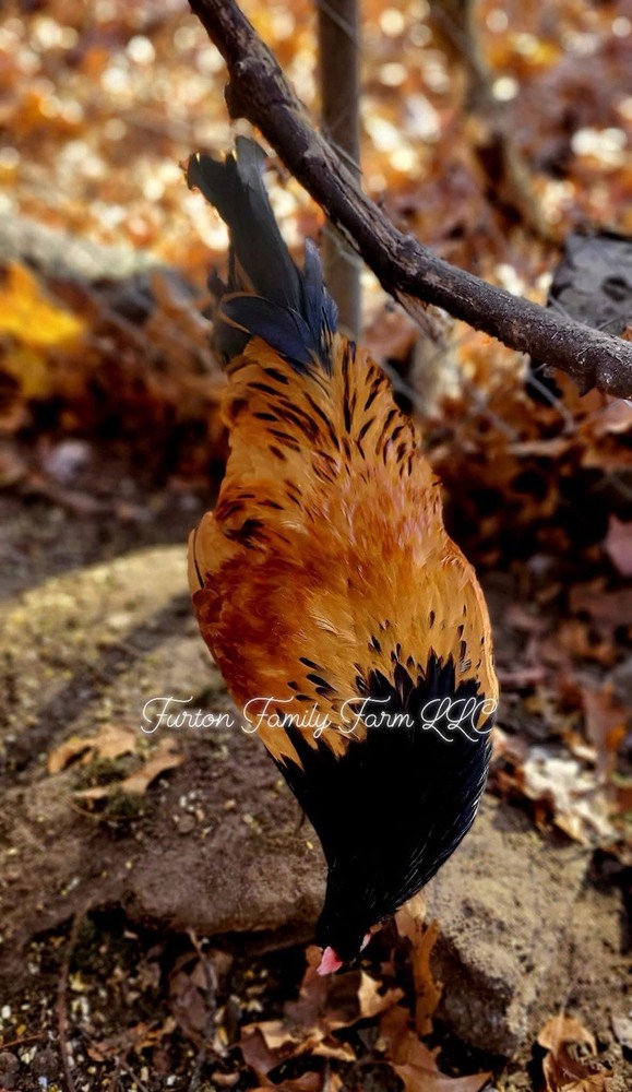 6 Vorwerk Chicken Hatching Eggs *RARE*