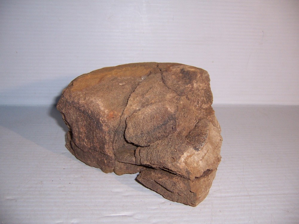 Fossil Bone Dinosaur Vertebrae 7" x 5" x 4 1/4"