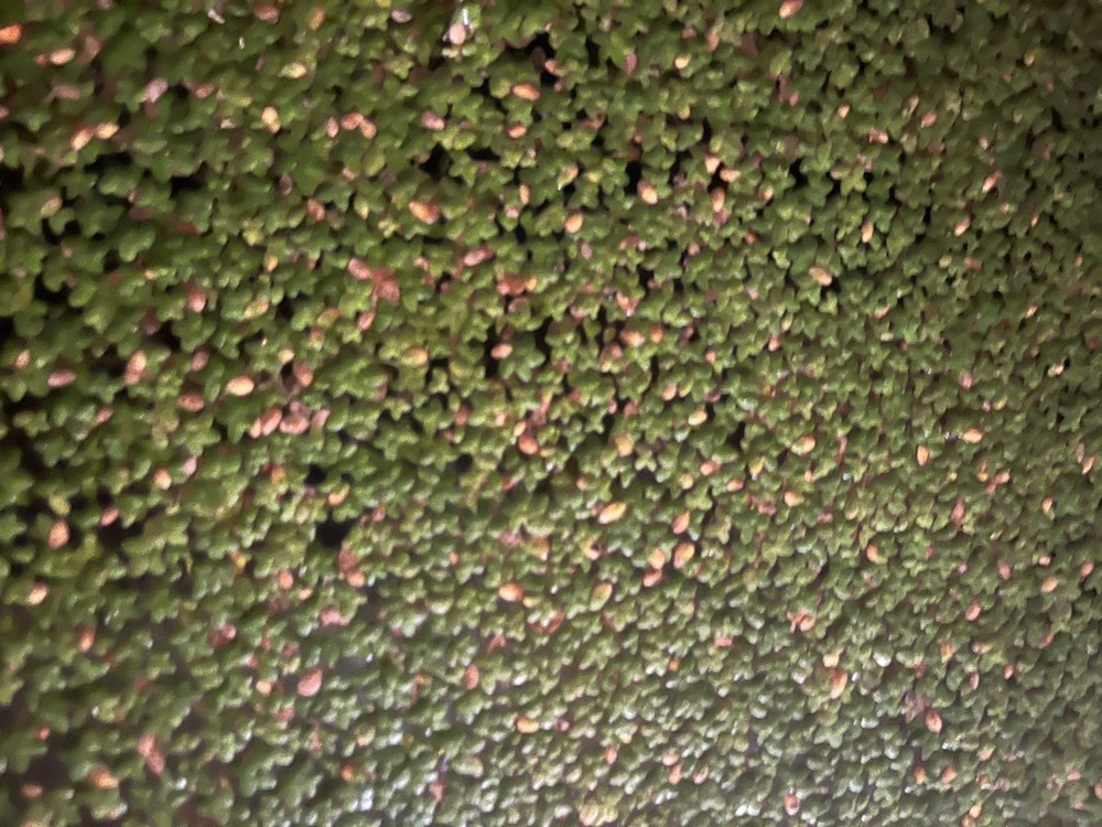 Duckweed Aquatic Plant