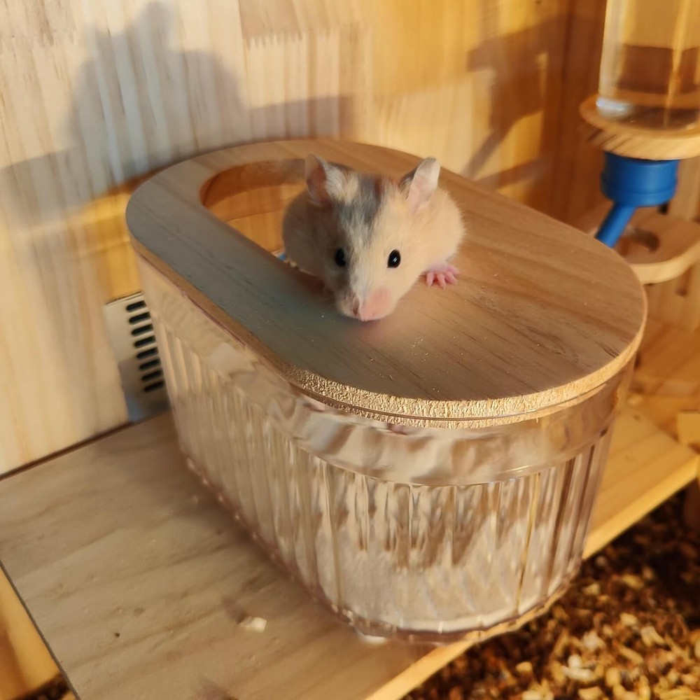 Transparent Oval Hamster Sand Bath Box Digging Container Climbing Ladder Large