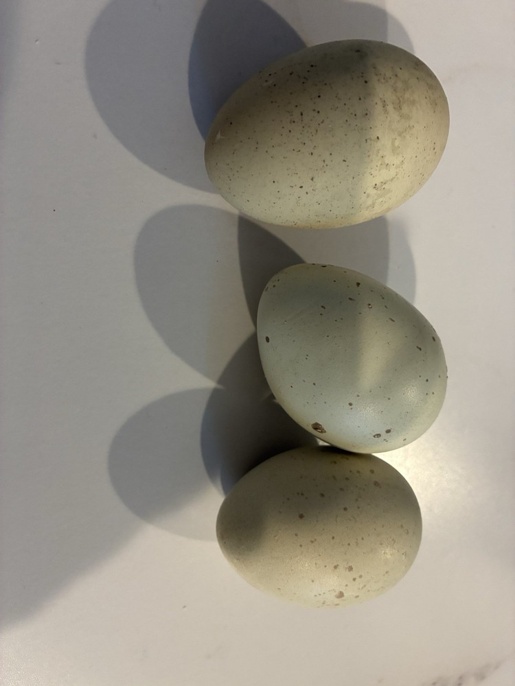 10 Silverrudd blue hatching eggs, Npip/AI clean