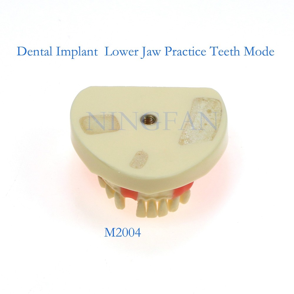 Dental Implant Practice Model, Lower Jaw Drilling, Maxillary Sinus Lifting Type
