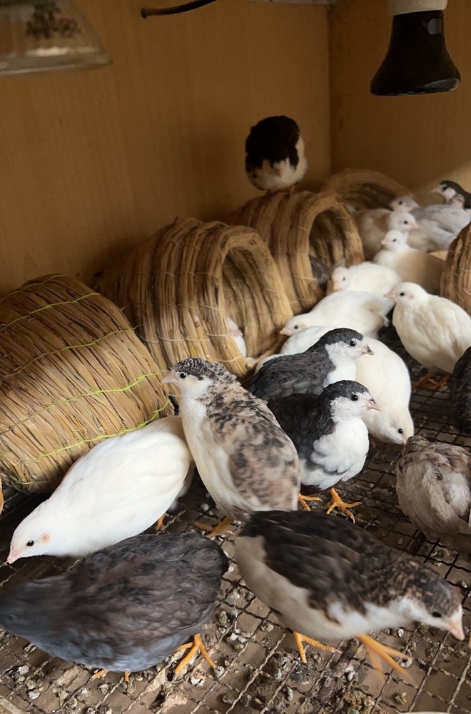 button quail hatching eggs