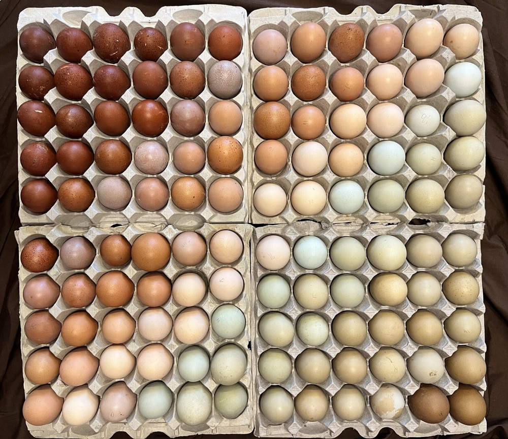 Hatching Eggs RAINBOW LAYERS / OLIVE EGGERS 10+2 NPIP Pure Breeds possible Dozen
