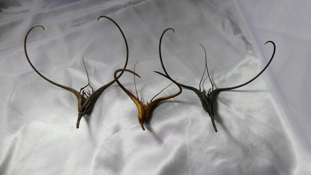 devils claw (1PC)