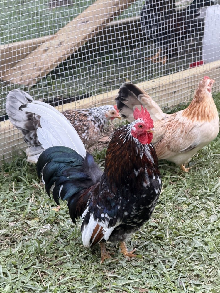 Kikiriki Bantam Hatching eggs pack of 4