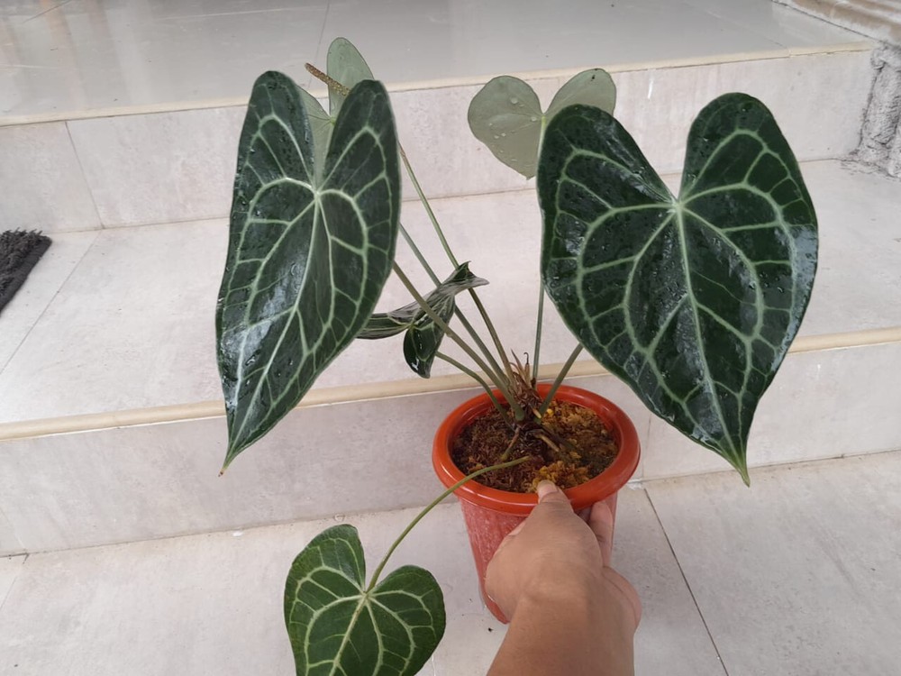 Anthurium Clarinervium