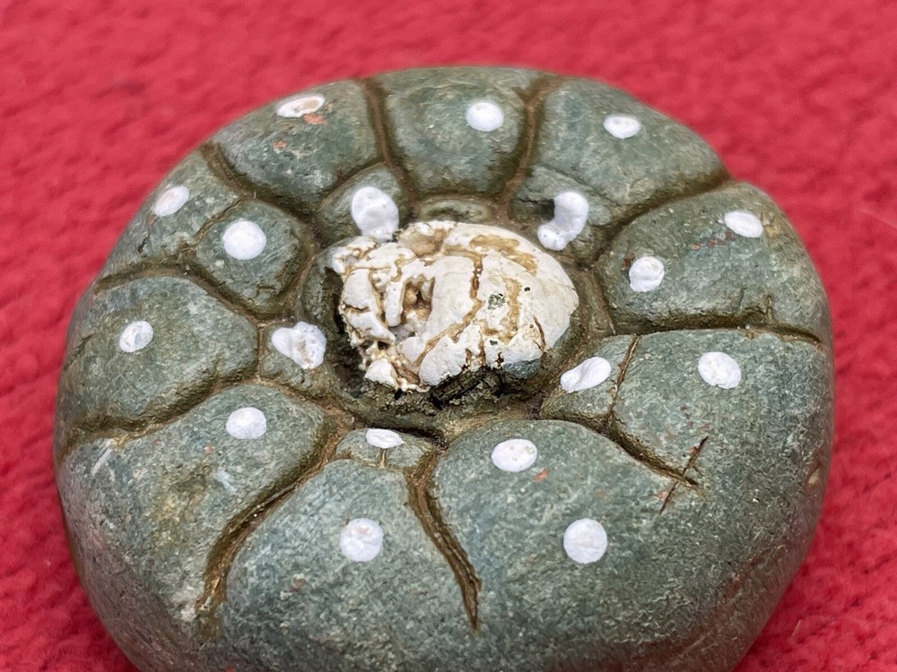 Unique Ceramic Peyote Bud Shamanic Journey Pendant