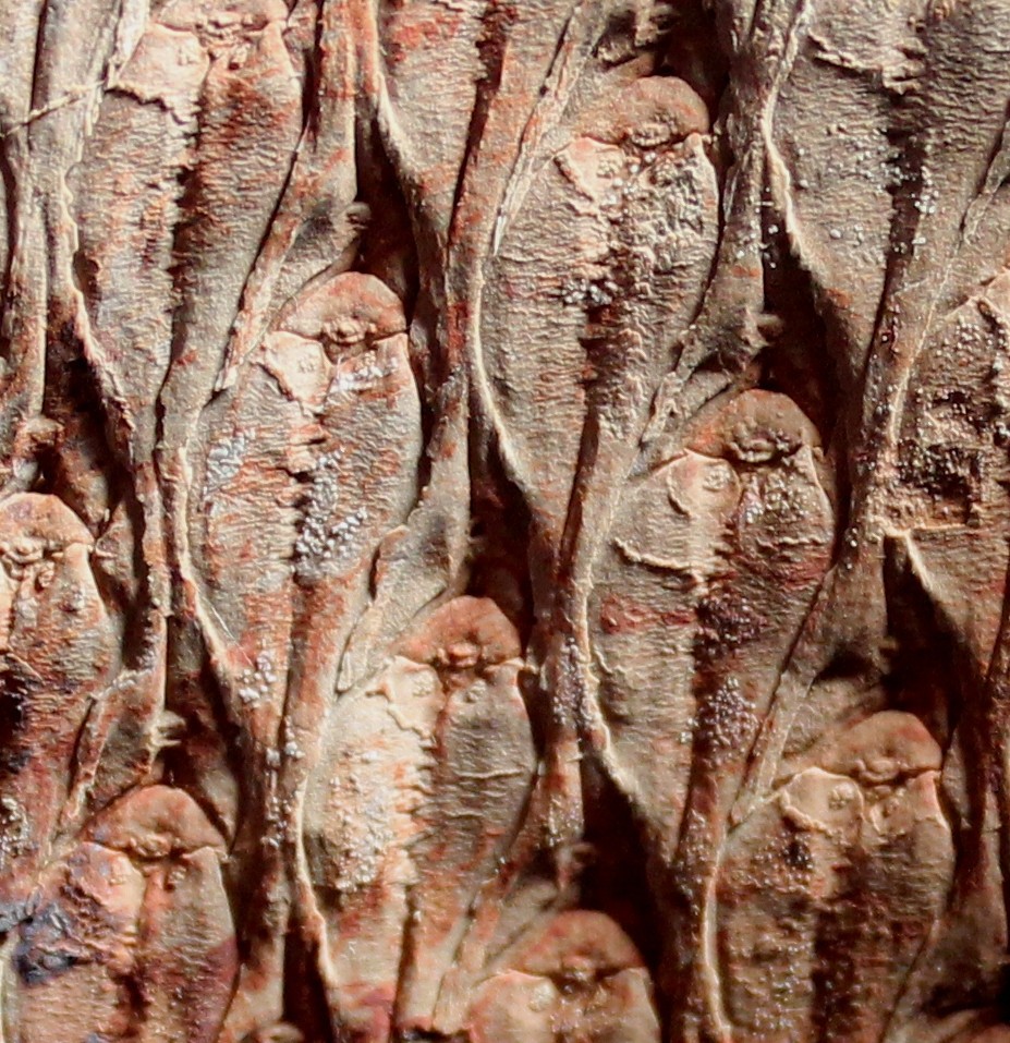 Museum class Lepidodendron fossil bark